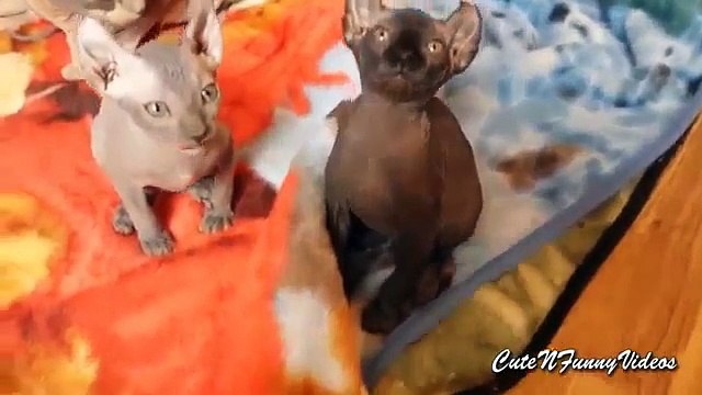 Katter faraoner. Roliga Farao katter och kattungar