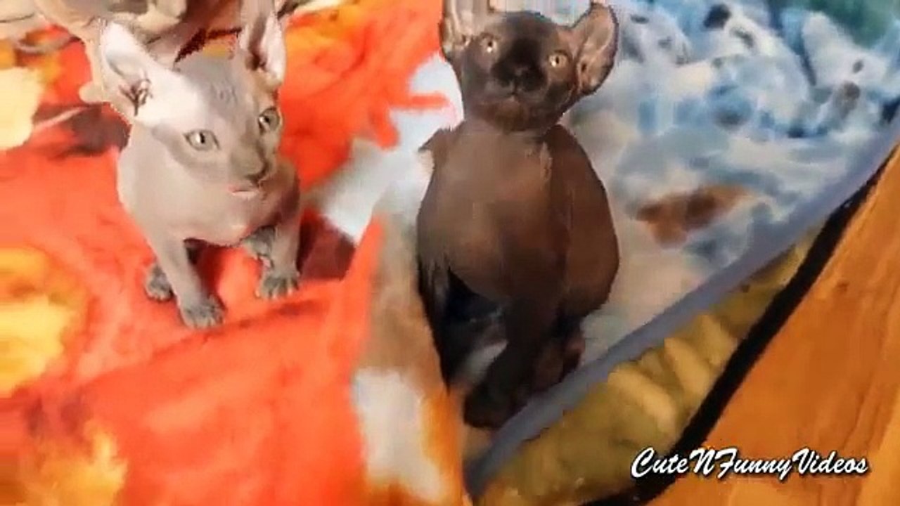 Katter faraoner. Roliga Farao katter och kattungar