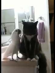 Stark vänskap. Katten är vänligt med papegojan