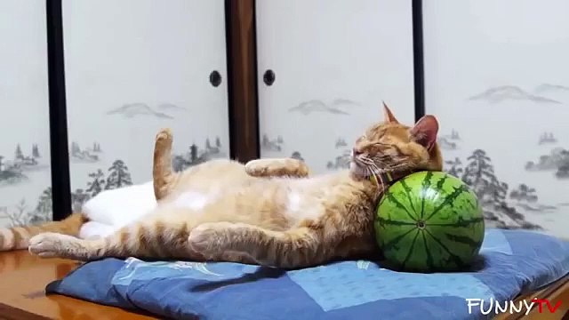 Vem är ansvarig i huset roliga katter