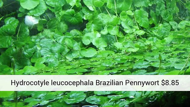 Aquatic Aquarium - Help - Aquarium Plants Uk .Co.Uk