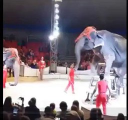 Shocking moment elephant falls after being cruelly forced to perform circus tricks