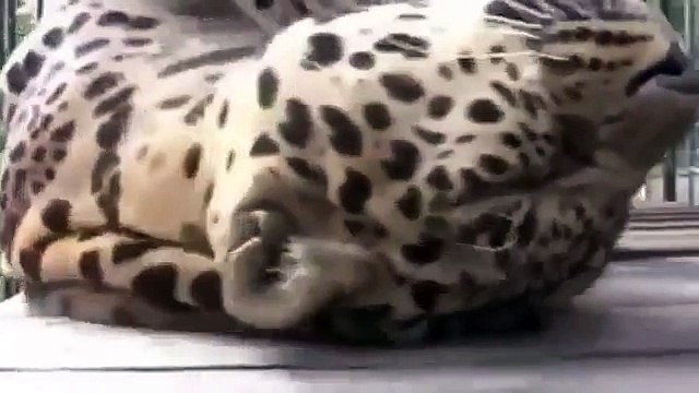 Leopard katt, alltför. Rolig leopard är också som en katt