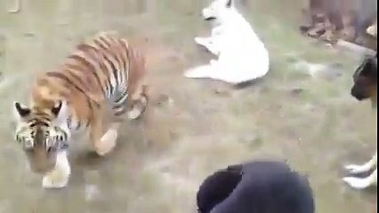 Собака играет с двумя тигрятами