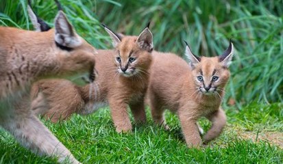 2 bébés lynx découvrent la nature