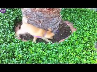 Chương trình 'Thú Cưng - I Love My Pet' 17h30 chủ nhật trên YouTV