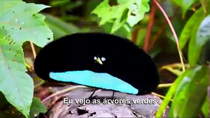 mundo maravilhoso
