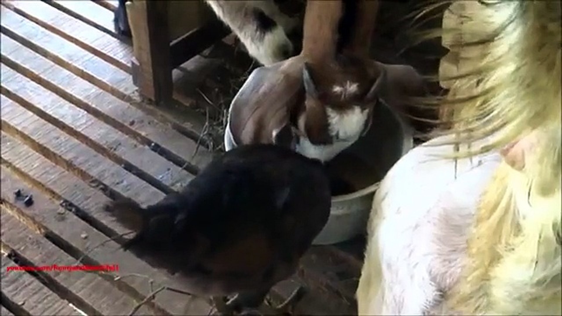 Audácia frango. Galinha engraçada em ovinos