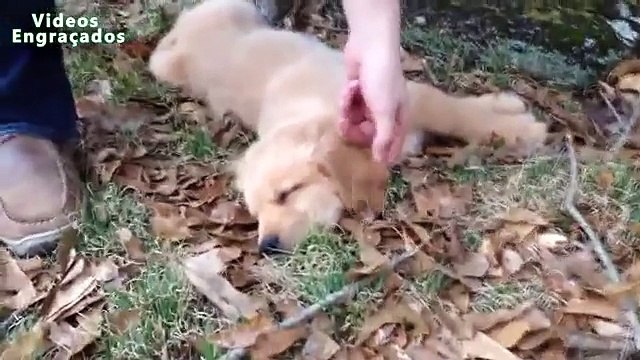 O cão preguiçoso não quer sair da cama. Cães preguiçosos engraçados