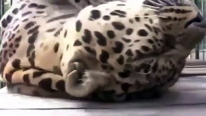Gato de leopardo, também. Leopardo Engraçado também é como um gato