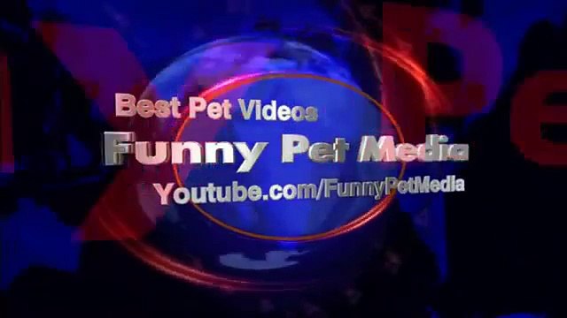 Cavalos entre nós. Cavalos graciosos e pessoas