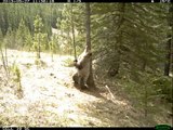 Árvore favorito. Os ursos engraçados raspadas em árvore na floresta
