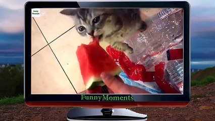 Fãs de grandes bagas. Os animais engraçados gostam de comer melancia