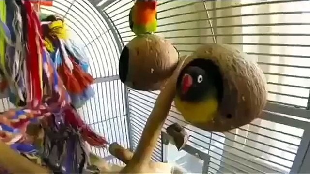 Os amantes da polca. Papagaios engraçados ama dançar a polca