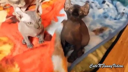 Faraós gatos. Gatos e gatinhos engraçados Faraó