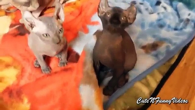 Faraós gatos. Gatos e gatinhos engraçados Faraó