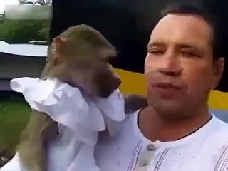 Gritando duo. Macaco engraçado grita Napara com o proprietário