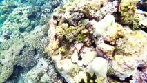 [Element Cams] - [GoPro lặn biển] - Part 2: Đảo Bình Hưng và DT702