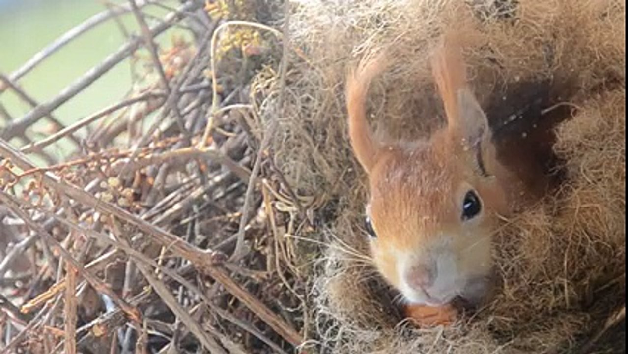 How a squirrels Make his house