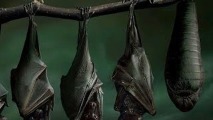 Congo Selvagem: Ep.O Lar das Criaturas Selvagem