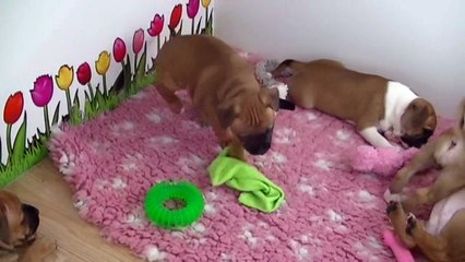 77ème vidéo Les petits staffies de STAFFORDLAND