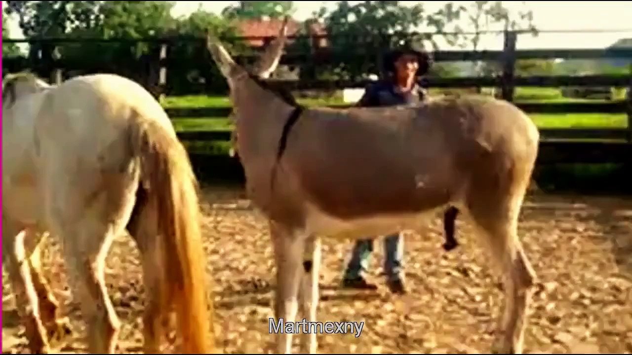 Animal Donkeys and Horses Reloading deep mating