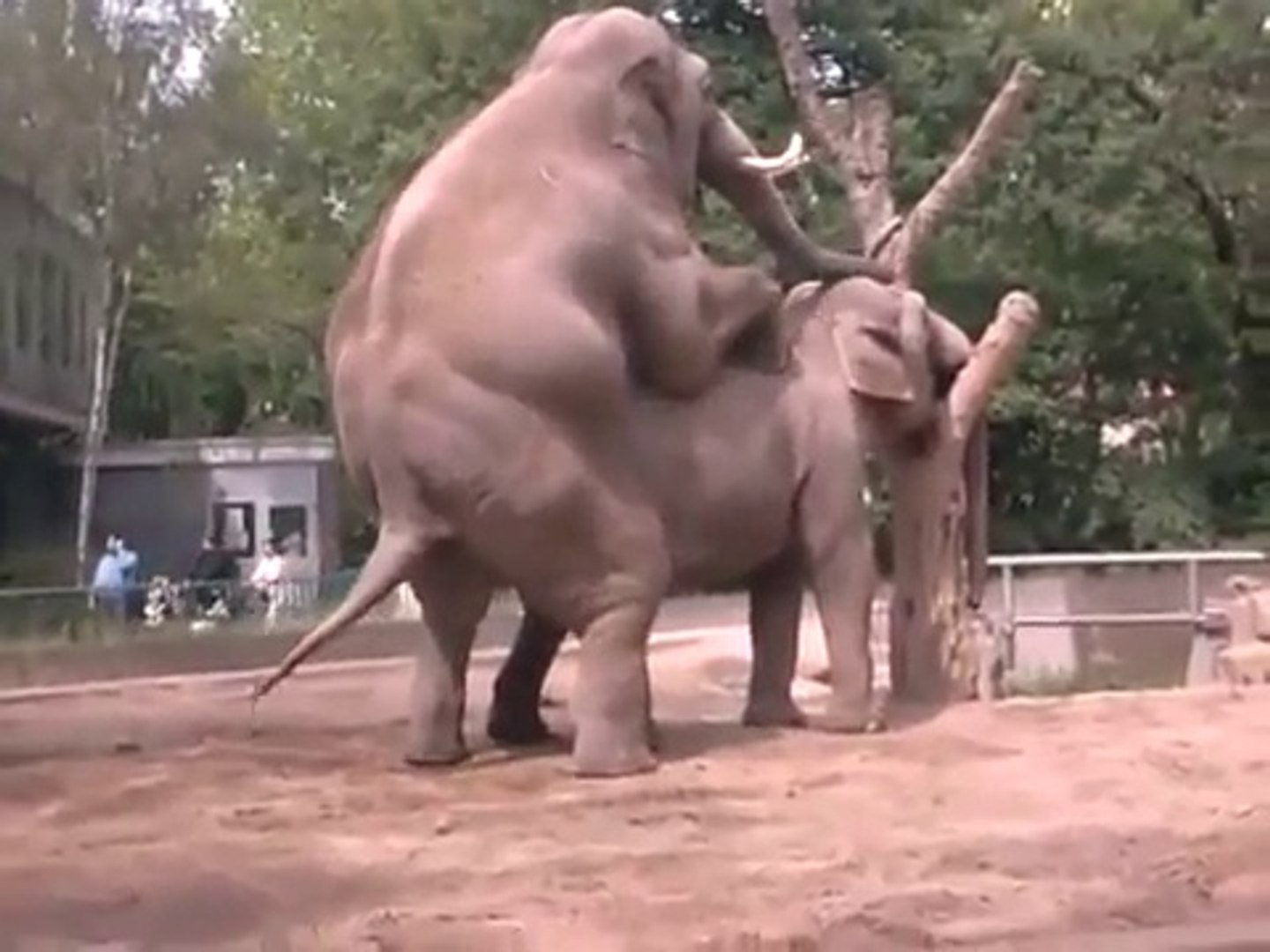 ANIMAL SEX ELEPHANT Mating - video Dailymotion