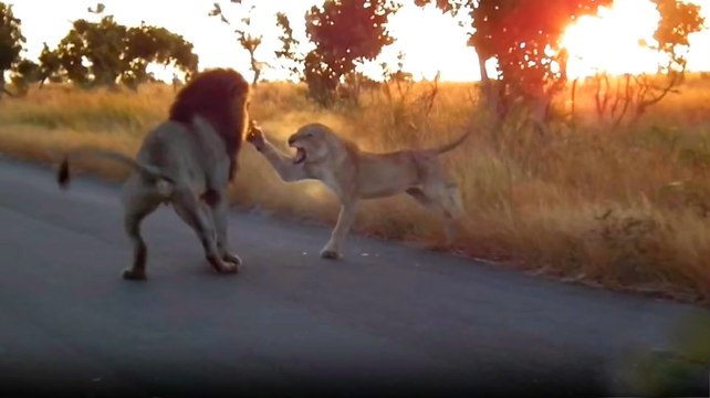 Erkek Aslan ve Dişi Aslan Kavga Etti