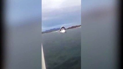 (HARROWING MOMENT) Vancouver whale watching tragedy witnesses speak brought to shore