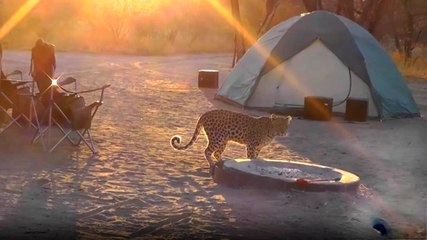 Leopar Kamp Alanına İndi