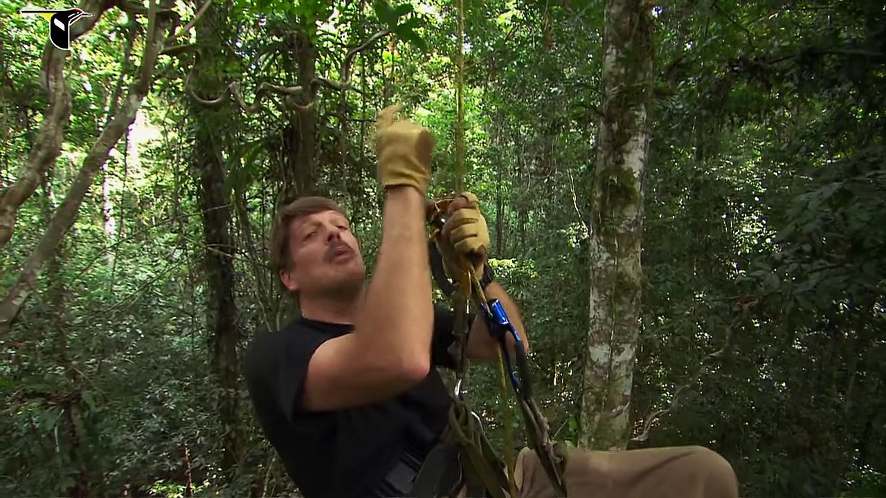 Birds-of-Paradise Project Introduction