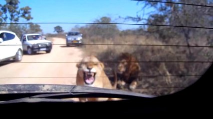 Aslan Arabanın İçindeki İnsanlara Kükredi