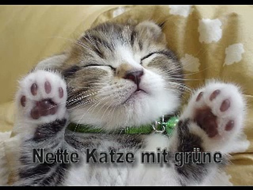 Nette Katze mit grünen Laser