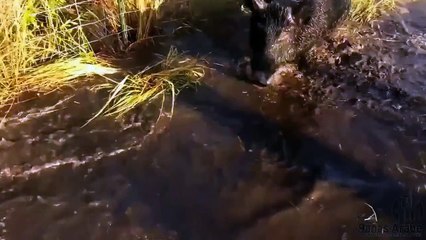 Топ 10 Атака кабана на охотника