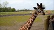 Columbus Zoo Heart of Africa: Giraffe Feeding
