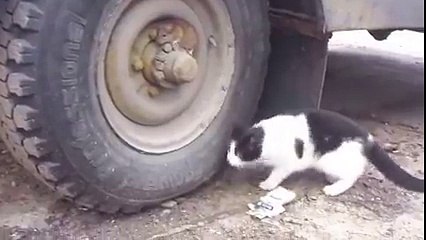 In real life, Tom and Jerry..