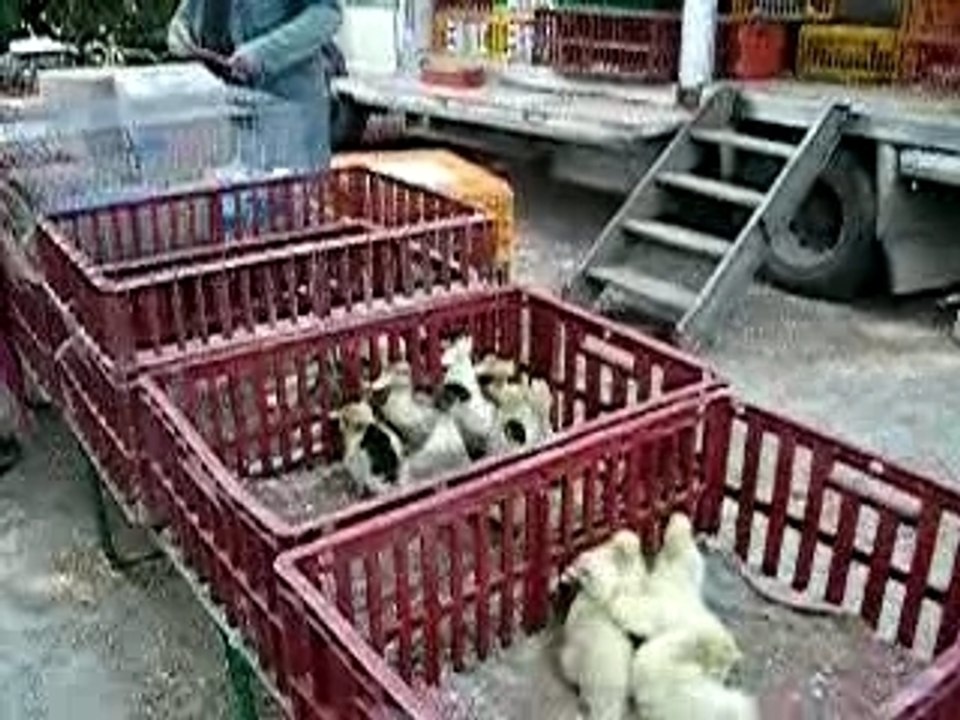 Ducks in Laval