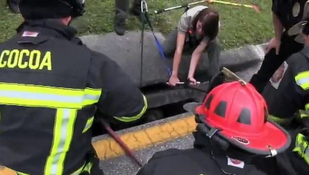 Police officer found three pit bulls huddled in a sewer drain