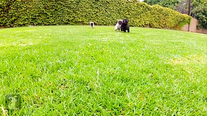 So Much Cuteness in This Video!