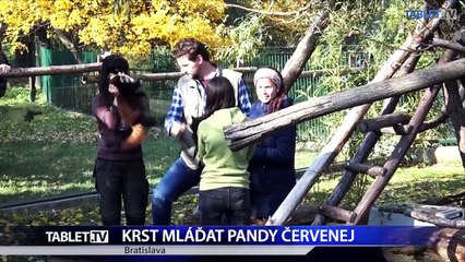 KRST MLADAT PANDY CERVENEJ