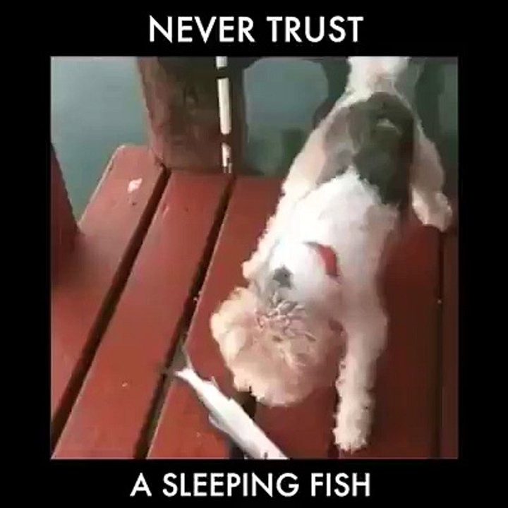 Ne jamais faire confiance dans un poisson qui dort