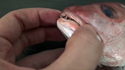 How To Get Kylie Jenner Lips