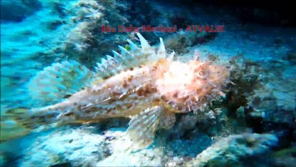 adabeyi ile dalış / ayvalık