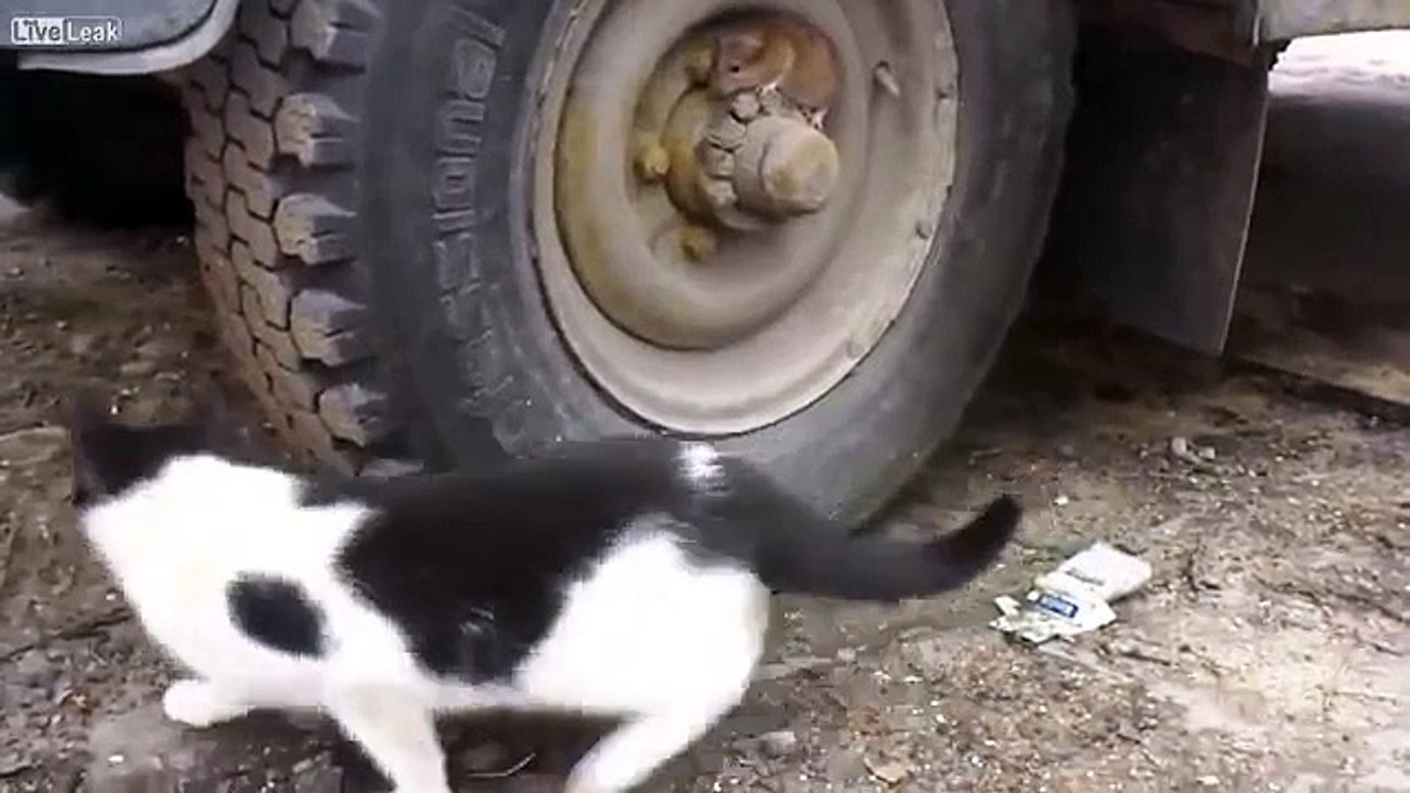 Tom et Jerry en vrai !