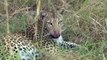 Lîle aux léopards - Documentaire animalier 2015 - wild life animals documentary