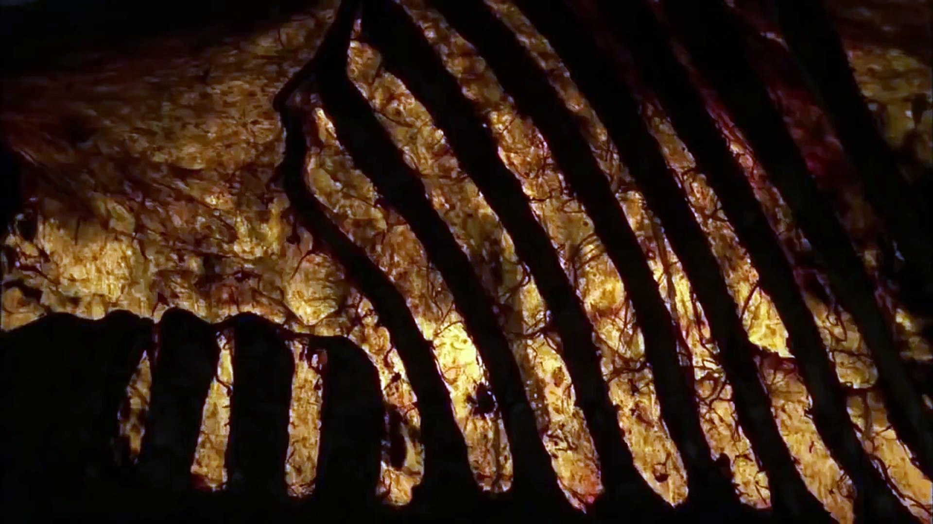 ⁣life cycle of zebra Exodus - Wildlife animals - Animal Planet - National Geographic Docume