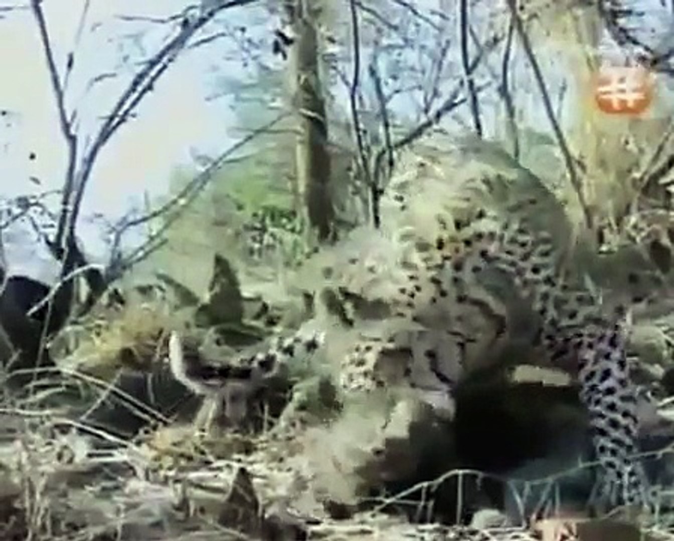 ⁣Wild Animal Documentary The Predators Story NEW+ INCREDIBLE NATURE DOCUMENTARY