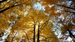 Золотая осень, Паланга, парк.