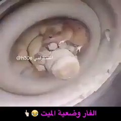 فأر ولد حرام...تفرج كيفاش تخبا عالقطوس