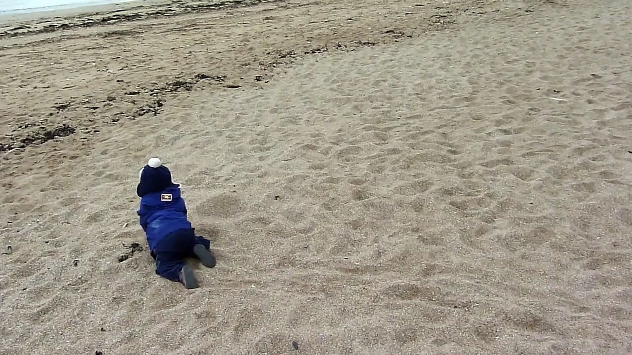 Une tortue de mer... cherche la mer...